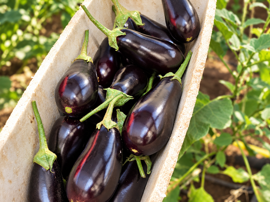 Freshly harvested brinjals in a farm crate