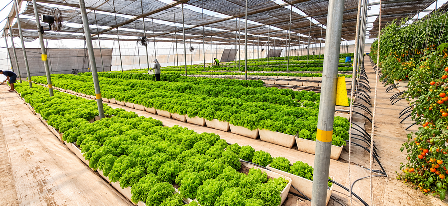 Leafy greens and tomatoes growing inside a protected farm