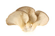 Oyster Mushrooms, 250g