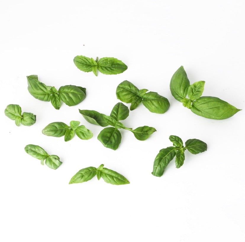 Italian Basil, 40g