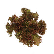 Lollo Rosso, 1 Head